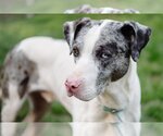 Small Photo #12 Catahoula Leopard Dog-Unknown Mix Puppy For Sale in San Francisco, CA, USA