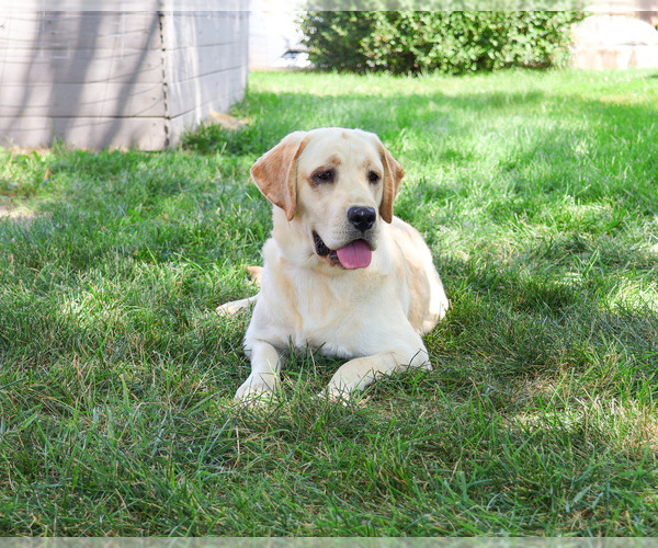 Medium Photo #5 Labrador Retriever Puppy For Sale in SYRACUSE, IN, USA