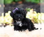 Puppy Isalyn Maltipoo (Miniature)