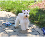 Small #2 Schnauzer (Miniature)