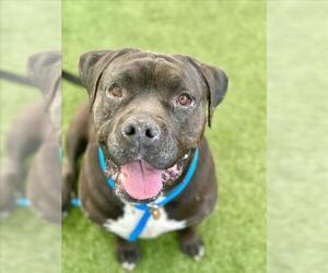 Mutt Dogs for adoption in Las Vegas, NV, USA