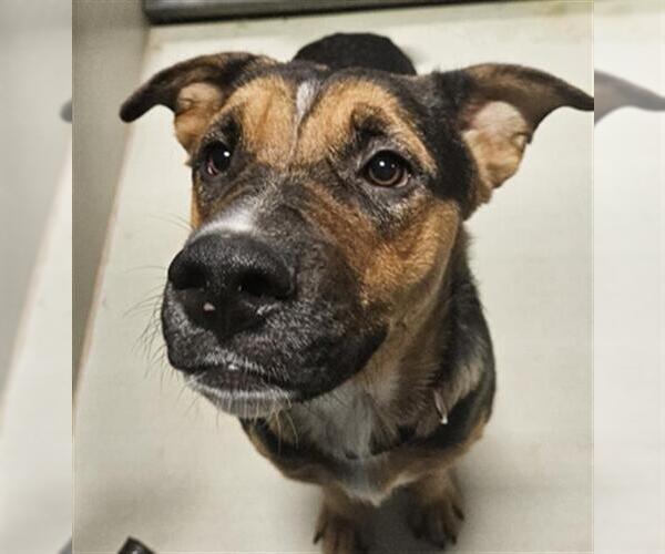 Medium Photo #1 German Shepherd Dog-Unknown Mix Puppy For Sale in Bakersfield, CA, USA