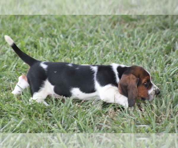 Medium Photo #8 Basset Hound Puppy For Sale in MEMPHIS, MO, USA