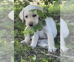 Puppy 1 Labrador Retriever