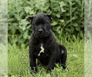 Cane Corso Puppy for sale in QUARRYVILLE, PA, USA