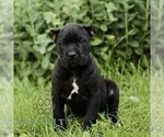 Image preview for Ad Listing. Nickname: Carter
