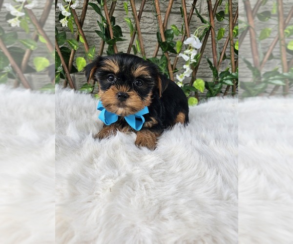 Medium Photo #4 Yorkshire Terrier Puppy For Sale in INDIANAPOLIS, IN, USA