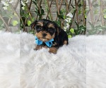 Tiny Tucker - Male Yorkshire Terrier Puppy for Sale - Photo #4