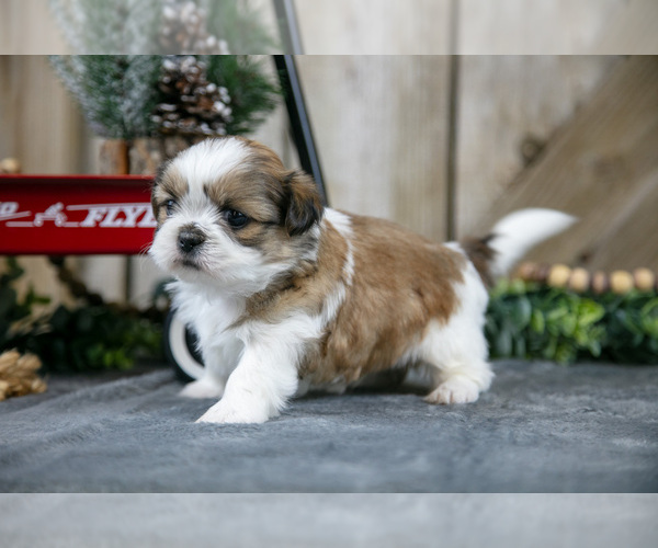Medium Photo #2 Shih Tzu Puppy For Sale in GREENWICH, OH, USA