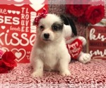 Small Photo #2 Pomsky-Poodle (Toy) Mix Puppy For Sale in CLAY, PA, USA