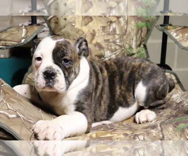 Medium Photo #2 Olde English Bulldogge Puppy For Sale in SHILOH, OH, USA