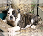 Small Photo #2 Olde English Bulldogge Puppy For Sale in SHILOH, OH, USA