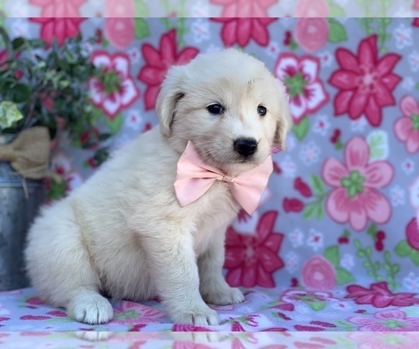 Medium Photo #1 Golden Retriever-Maremma Sheepdog Mix Puppy For Sale in LANCASTER, PA, USA