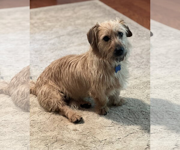 Medium Photo #3 Norfolk Terrier-Unknown Mix Puppy For Sale in Lakemont, GA, USA