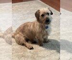 Small #2 Norfolk Terrier Mix