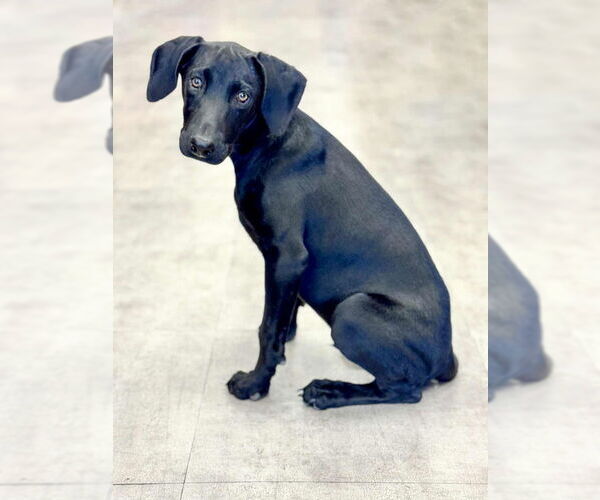 Medium Photo #2 Doberman Pinscher Puppy For Sale in PIPE CREEK, TX, USA