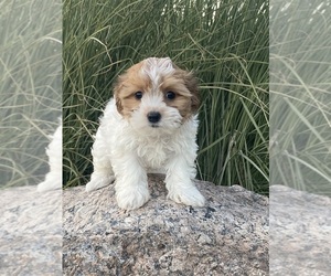 Havanese Puppy for sale in CANOGA, NY, USA