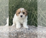 Small Havanese