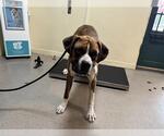Small Boxer