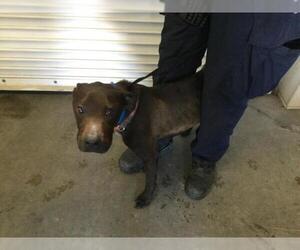 Labrador Retriever-Unknown Mix Dogs for adoption in Riverside, CA, USA