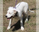 Small #1 Argentinian Mastiff-Great Pyrenees Mix