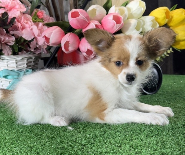 Medium Photo #4 Papillon Puppy For Sale in CANOGA, NY, USA