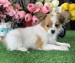 Small #3 Papillon