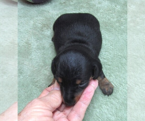 Medium Photo #7 Dachshund Puppy For Sale in RATTAN, OK, USA