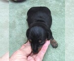 Small #6 Dachshund