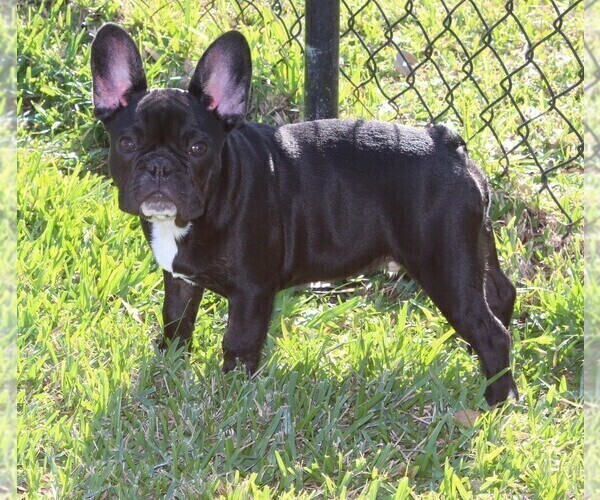 Medium Photo #1 French Bulldog Puppy For Sale in CAPE CORAL, FL, USA