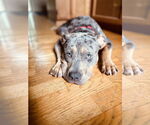 Small #2 American Pit Bull Terrier-Labrador Retriever Mix