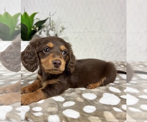 Dachshund Puppy for sale in INDIANAPOLIS, IN, USA