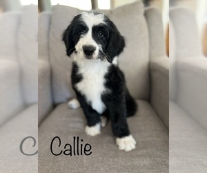 Sheepadoodle Puppy for sale in NEW LONDON, MN, USA