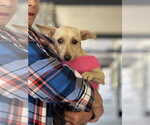 Small #1 Chihuahua