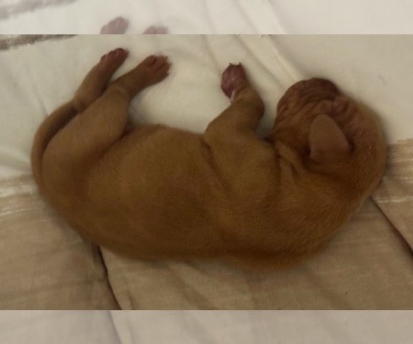 Medium Photo #2 Vizsla Puppy For Sale in ROYSTON, GA, USA