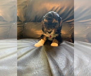 Poodle (Miniature) Puppy for sale in CREAL SPRINGS, IL, USA