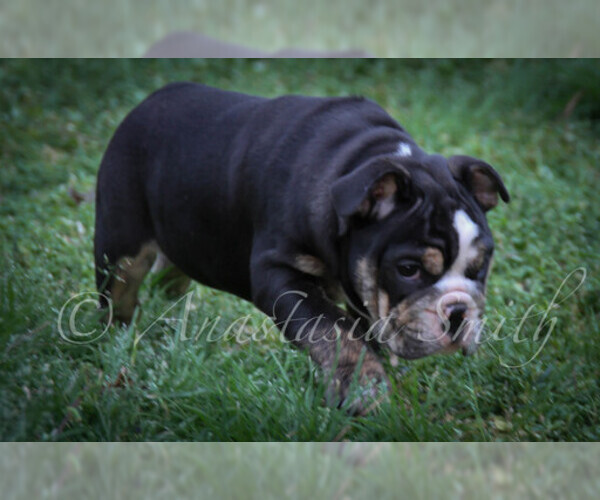 Medium Photo #9 English Bulldog Puppy For Sale in CARY, NC, USA