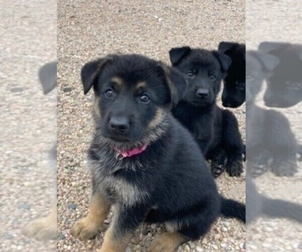 Medium Photo #1 German Shepherd Dog Puppy For Sale in COLUMBUS, NE, USA