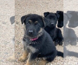 German Shepherd Dog Puppy for sale in COLUMBUS, NE, USA