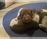 Small Photo #3 German Shorthaired Pointer Puppy For Sale in FREMONT, NE, USA