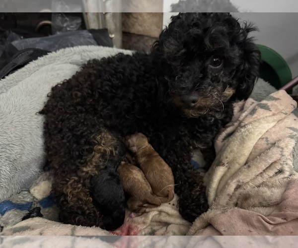 Medium Photo #1 Poodle (Toy) Puppy For Sale in CARTERSVILLE, GA, USA