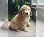 Small Photo #8 Goldendoodle Puppy For Sale in FORDLAND, MO, USA