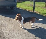 Small Photo #1 Basset Hound Puppy For Sale in COLUMBIA CROSS ROADS, PA, USA