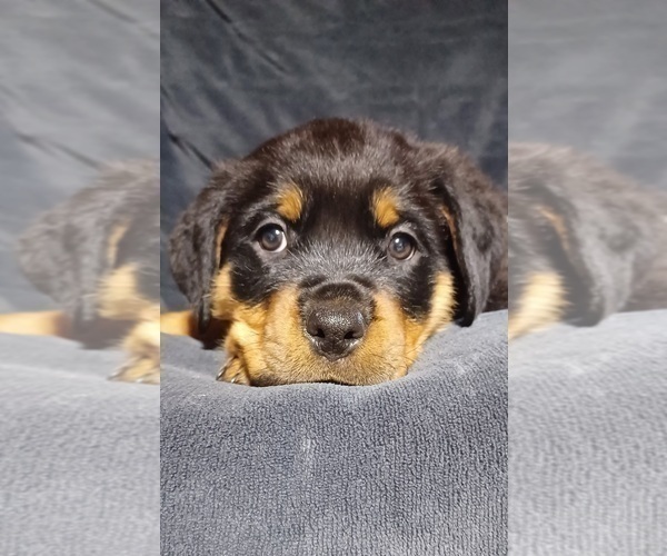 Medium Photo #1 Rottweiler Puppy For Sale in DRAPER, VA, USA