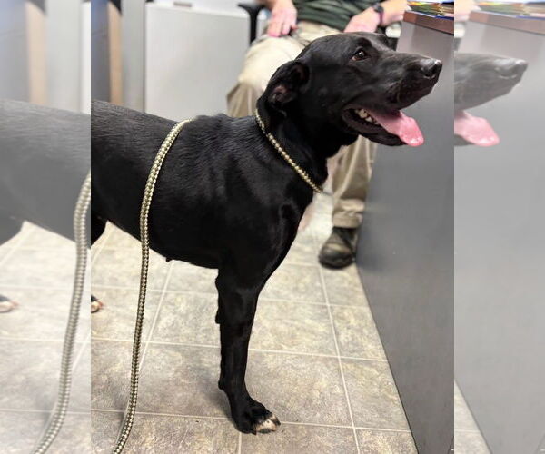 Medium Photo #14 Labrador Retriever-Unknown Mix Puppy For Sale in Rustburg, VA, USA