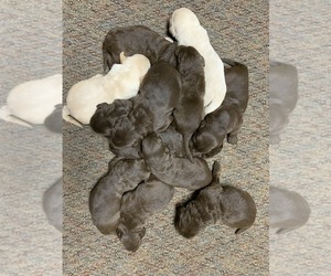 Labradoodle Puppy for sale in RICHLAND, MO, USA