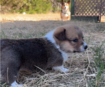 Puppy Deedee Pembroke Welsh Corgi