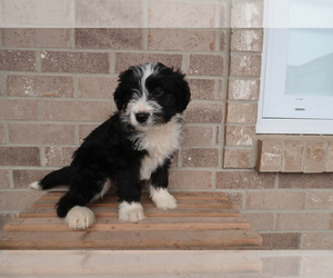 Bernedoodle Puppy for sale in HUDSON, MI, USA