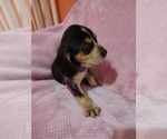 Small Photo #31 Beagle Puppy For Sale in BOWLING GREEN, MO, USA