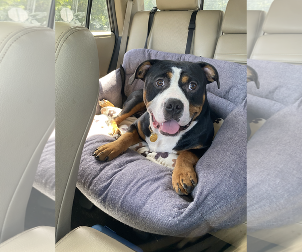 Medium Photo #2 Bulldog-Unknown Mix Puppy For Sale in Rockville, MD, USA